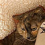 animal, blanket, cat, closeup, comfort, cozy, cute, feline, fur, furry, indoor, pet, portrait, relaxed, resting, sleepy, soft, tortoiseshell, warm, whiskers