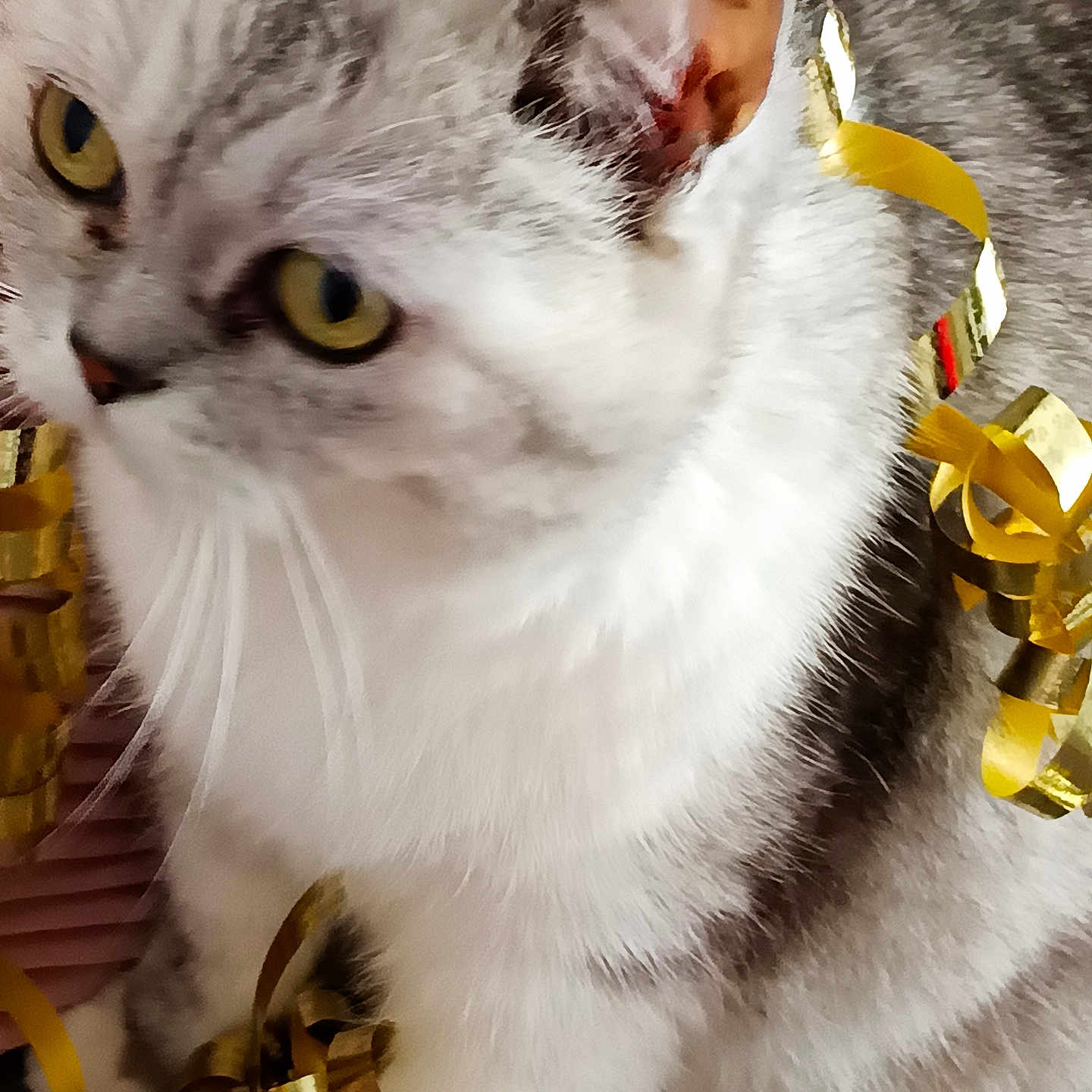 Miou-Miou