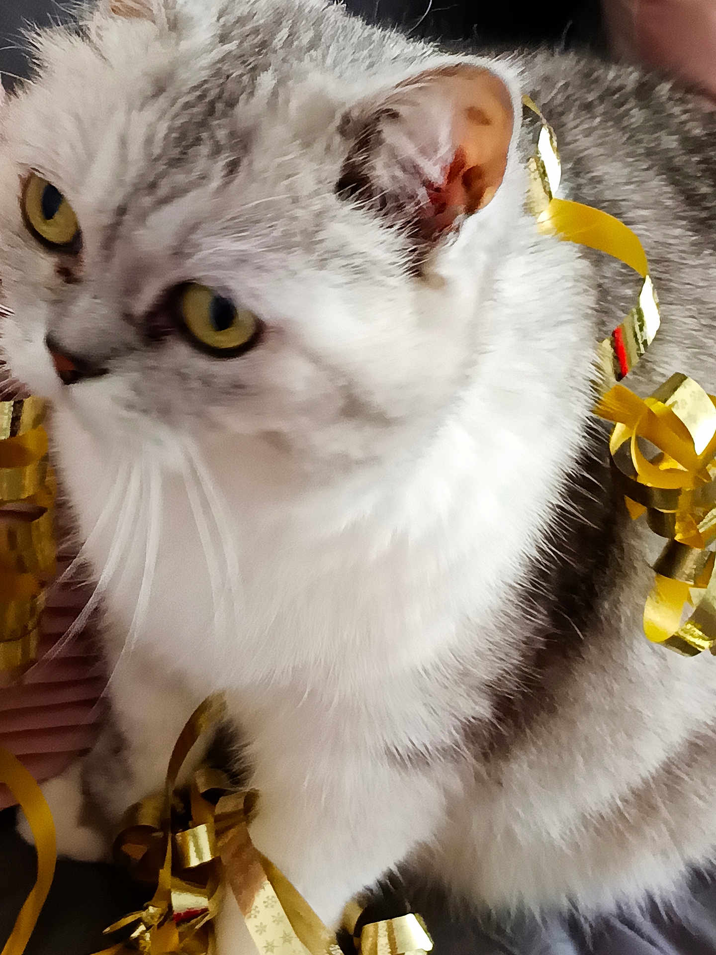 Miou-Miou a rejoint le concours — aidez-le/la à gagner de superbes lots ! cat, feline, yellow_eyes, white_fur, gray_fur, ribbons, golden_ribbons, pet, animal, close_up, indoor, curious, whiskers, ears, fur_texture, celebration, decorations, domestic_cat, cute, playful