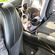 Emersyn is registered to the contest to win money with this photo: dog, boston_terrier, car_seat, vehicle_interior, leather_seat, window, sunlight, seatbelt, cup_holder, pet, black_and_white, fur, curious, looking, carpet, car_floor, seat, resting, inside, daylight