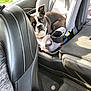 black_and_white, boston_terrier, car_floor, car_seat, carpet, cup_holder, curious, daylight, dog, fur, inside, leather_seat, looking, pet, resting, seat, seatbelt, sunlight, vehicle_interior, window