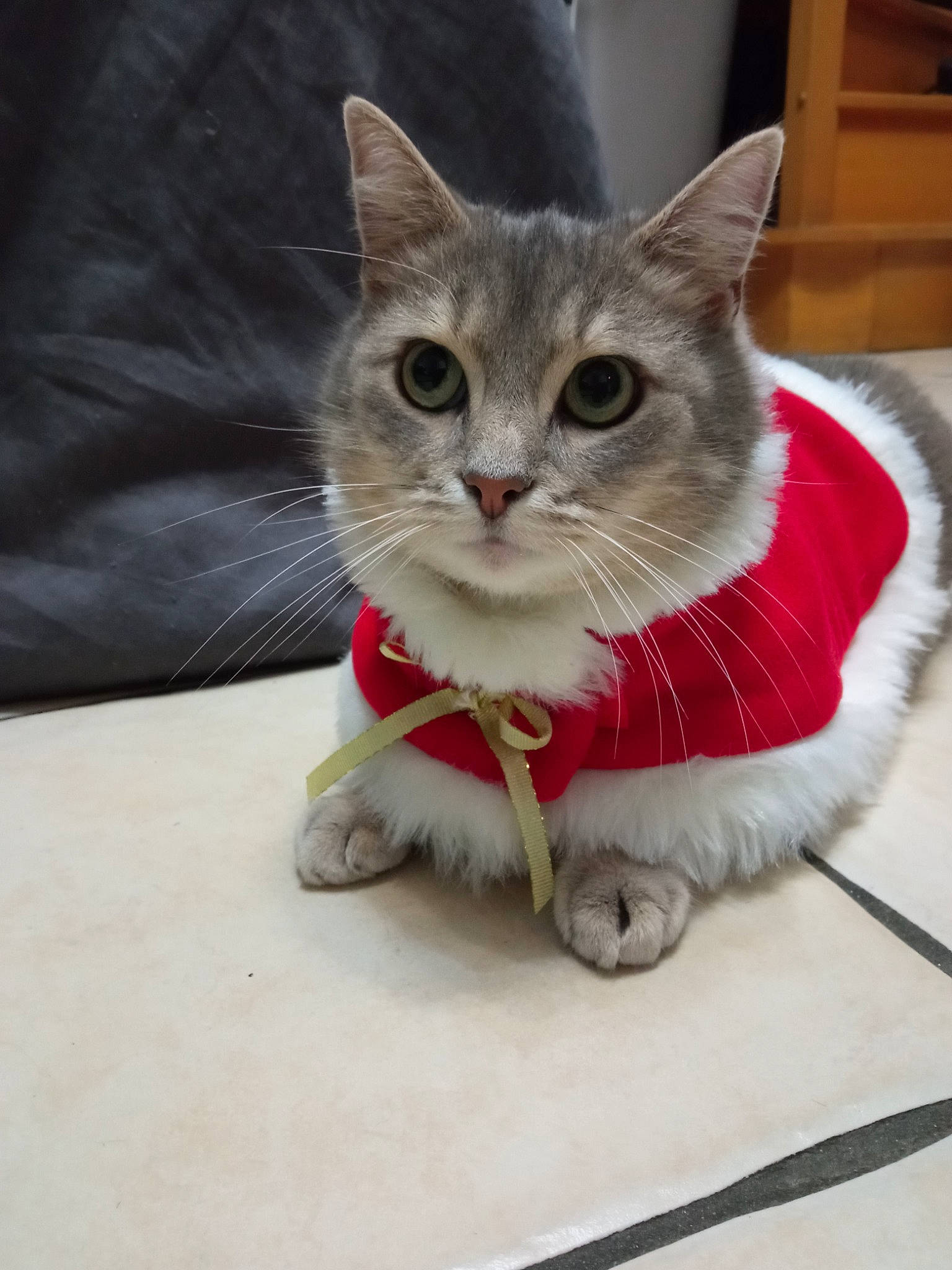 Panpan a rejoint le concours — aidez-le/la à gagner de superbes lots ! carnivore, cat, claw, domestic_short_haired_cat, fawn, felidae, flooring, foot, fur, paw, pet_supply, photo_caption, small_to_medium_sized_cats, snout, tail, whiskers