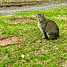 cat, tabby_cat, grass, outdoor, ball, tree, recycling_bins, nature, pet, animal, greenery, yard, ground, sunlight, fur, ears, whiskers, sitting, alert, daylight