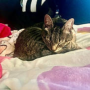 Cuddles Marie is registered to the contest to win money with this photo: cat, tabby_cat, sleeping, blanket, soft, cozy, indoor, pet, fur, resting, animal, cute, comfort, colorful, fabric, nap, domestic, relaxing, feline, warm