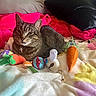 cat, tabby, bed, plush_toys, carrot_toy, lollipop_toy, blanket, pink_blanket, black_pillow, cozy, relaxed, indoor, pet, animal, feline, cute, soft, colorful, resting, domestic