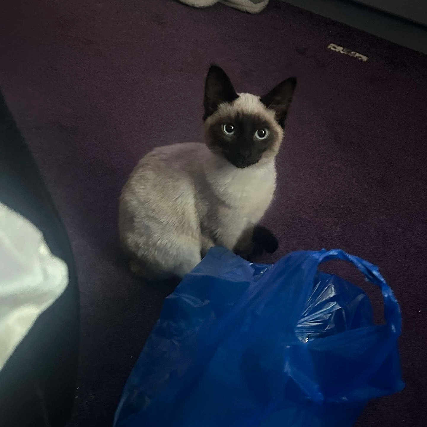 Bandit is registered to the contest to win money with this photo: animal, bag, cat, kitten, manx, pet, plastic, plasticbag, siamese