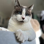 Simba a rejoint le concours — aidez-le/la à gagner de superbes lots ! animal, blue_eyes, blurred_background, cat, close_up, cozy, cute, domestic_cat, feline, fluffy, focused, indoor, paw, pet, portrait, relaxed, resting, soft_surface, whiskers, white_and_gray
