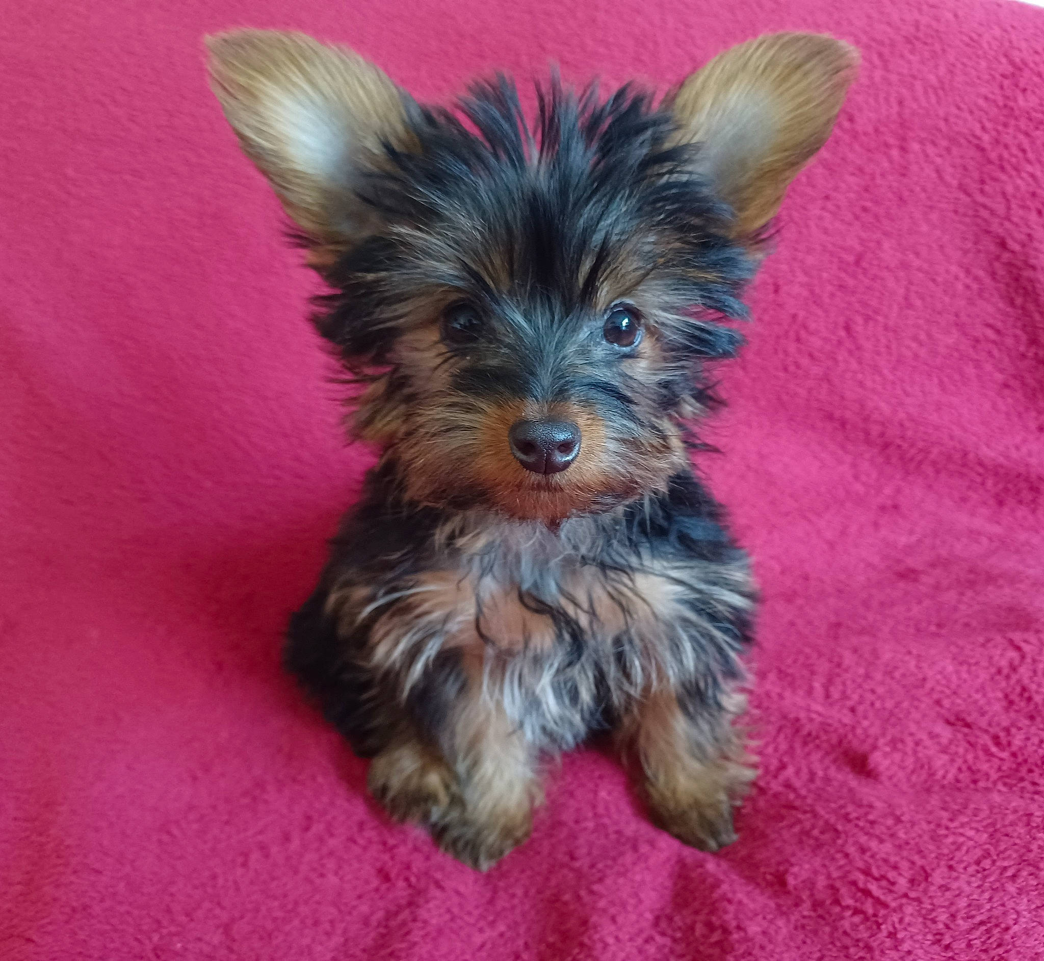 Twinnie participe au concours pour gagner de l'argent avec cette photo : canidae, carnivore, companion_dog, dog, dog_breed, dog_supply, ear, fawn, fur, liver, pet_supply, small_terrier, snout, sporting_group, terrier, toy_dog, whiskers, working_animal, yorkipoo, yorkshire_terrier