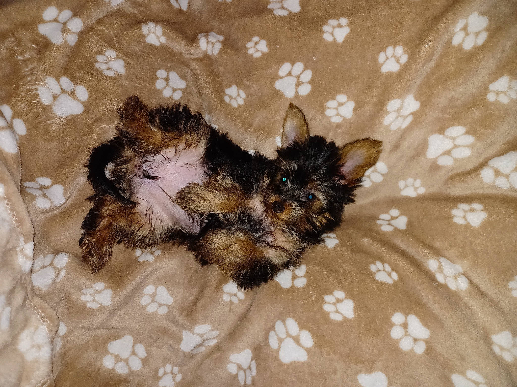 Twinnie a rejoint le concours — aidez-le/la à gagner de superbes lots ! brown, carnivore, comfort, companion_dog, dog_breed, fawn, felidae, fur, liver, pattern, paw, tail, terrestrial_animal