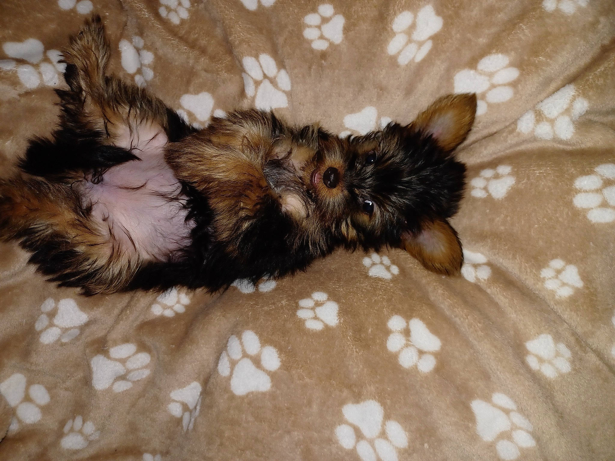 Twinnie a rejoint le concours — aidez-le/la à gagner de superbes lots ! carnivore, cat_bed, claw, comfort, companion_dog, dog_breed, fawn, felidae, foot, fur, linens, liver, pattern, paw, small_to_medium_sized_cats, sporting_group, tail, terrestrial_animal, toy_dog, whiskers