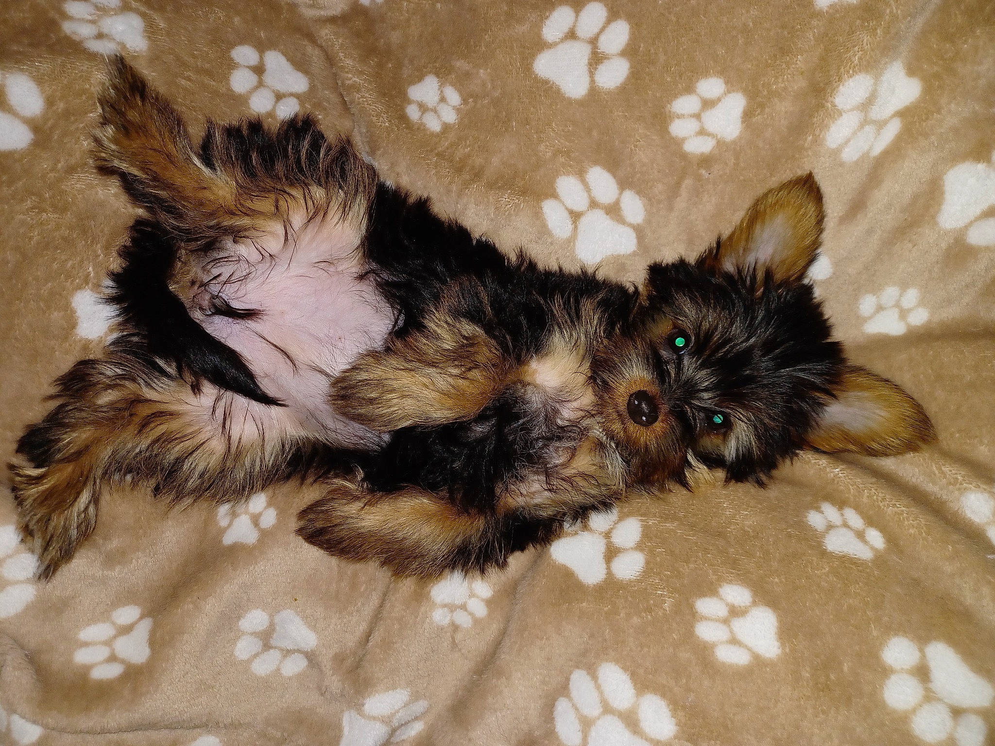 Twinnie a rejoint le concours — aidez-le/la à gagner de superbes lots ! carnivore, claw, comfort, companion_dog, dog, dog_breed, dog_supply, foot, fur, liver, paw, small_terrier, sporting_group, tail, terrestrial_animal, terrier, toy_dog, whiskers, working_animal, yorkipoo