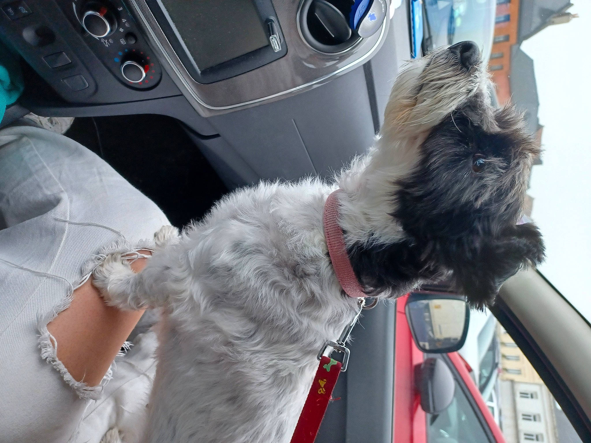 Nalya a rejoint le concours — aidez-le/la à gagner de superbes lots ! auto_part, automotive_exterior, automotive_mirror, car, carnivore, collar, companion_dog, dog, dog_breed, dog_collar, family_car, gear_shift, motor_vehicle, personal_luxury_car, snout, steering_wheel, vehicle, vehicle_door, windscreen_wiper, windshield