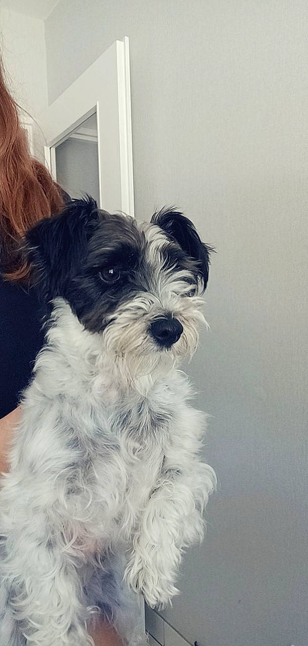 Nalya participe au concours pour gagner de l'argent avec cette photo : biewer_terrier, canidae, carnivore, companion_dog, dog, dog_breed, dog_collar, fur, liver, maltepoo, non_sporting_group, small_terrier, snout, sporting_group, terrestrial_animal, terrier, toy_dog, water_dog, working_animal, yorkipoo