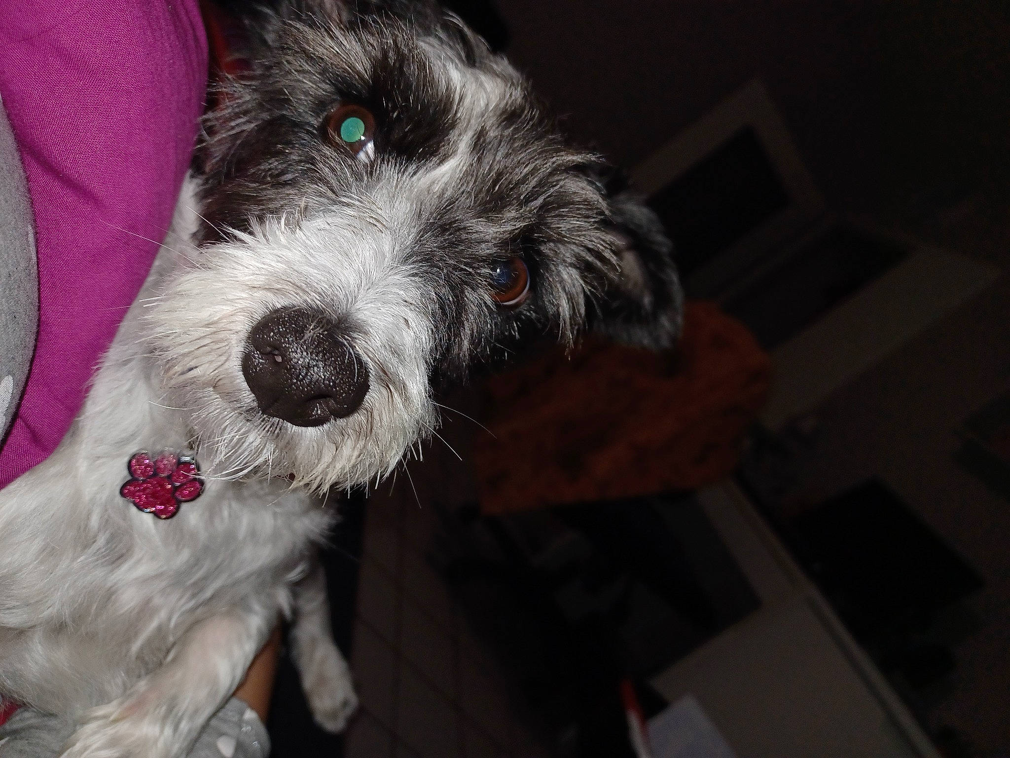 Nalya participe au concours pour gagner de l'argent avec cette photo : canidae, carnivore, companion_dog, dog, dog_breed, dog_collar, fur, maltepoo, non_sporting_group, puppy, puppy_love, schnauzer, small_terrier, sporting_group, standard_schnauzer, terrier, toy_dog, water_dog, whiskers, working_animal