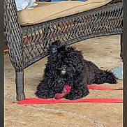 Trumpet is registered to the contest to win money with this photo: animal, black_dog, companion, concrete_floor, curly_fur, cute, daylight, dog, furniture, house_pet, leash, outdoor, patio, pet, playing, relaxed, resting, rope_toy, toy, wicker_bench