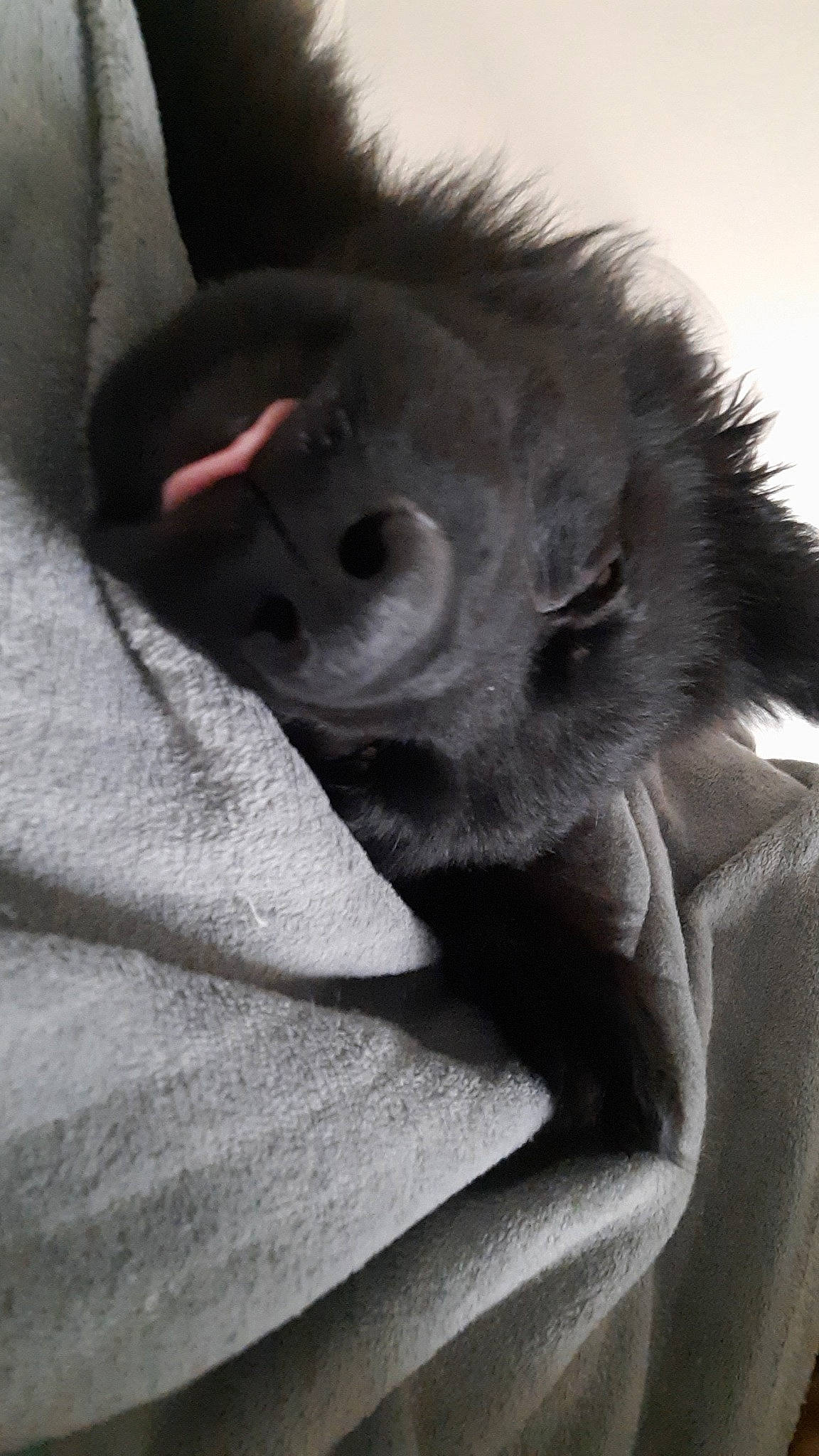 Tyla participe au concours pour gagner de l'argent avec cette photo : canidae, comfort, dog_breed, ear, eyelash, felidae, fur, gesture, grey, jaw, monochrome, monochrome_photography, paw, small_to_medium_sized_cats, snout, tail, terrestrial_animal, whiskers, wildlife