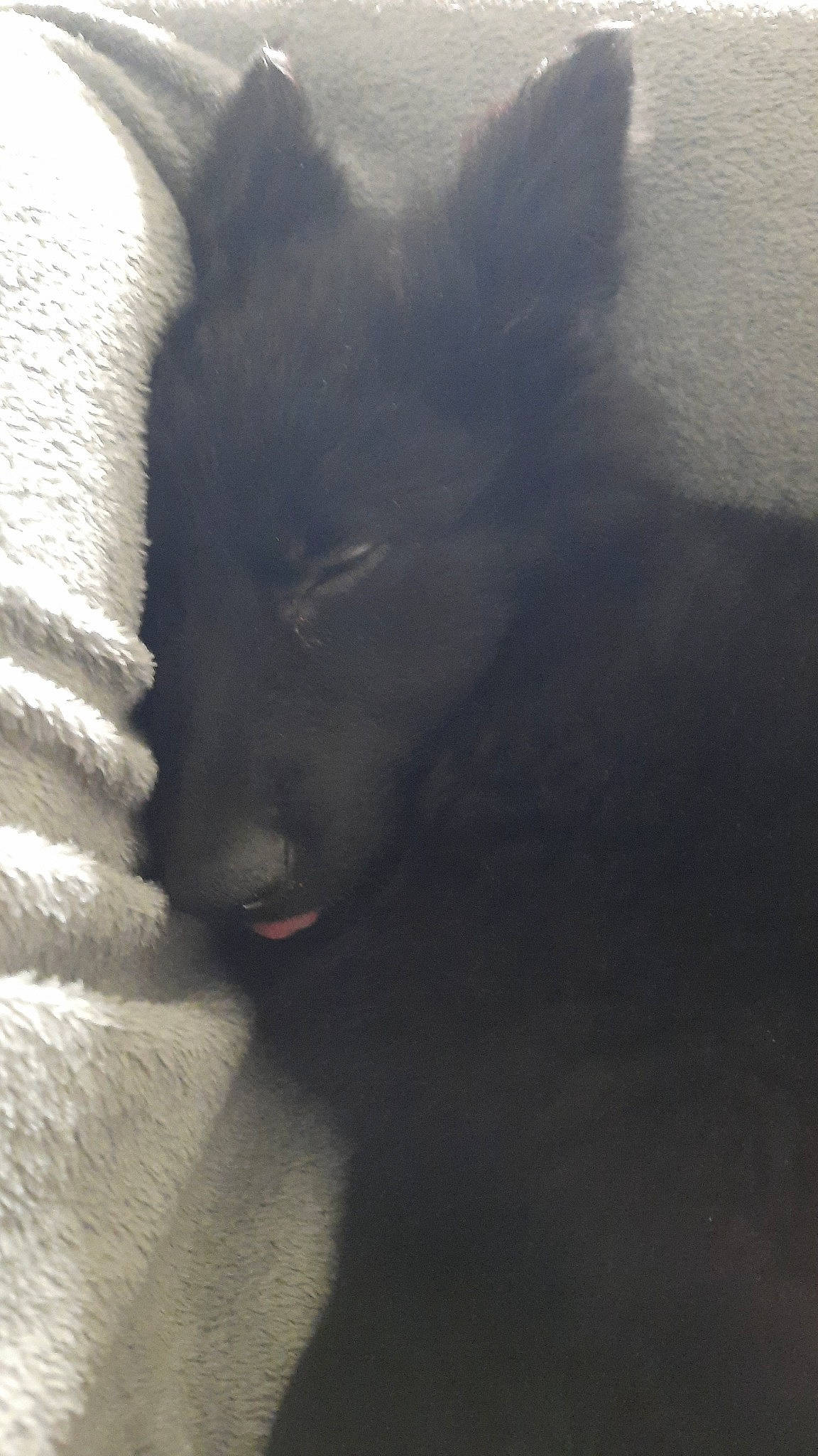 Tyla participe au concours pour gagner de l'argent avec cette photo : canidae, canis, carnivore, companion_dog, dog, dog_breed, electric_blue, felidae, fur, non_sporting_group, small_to_medium_sized_cats, snout, sporting_group, tail, terrestrial_animal, tints_and_shades, whiskers, working_animal