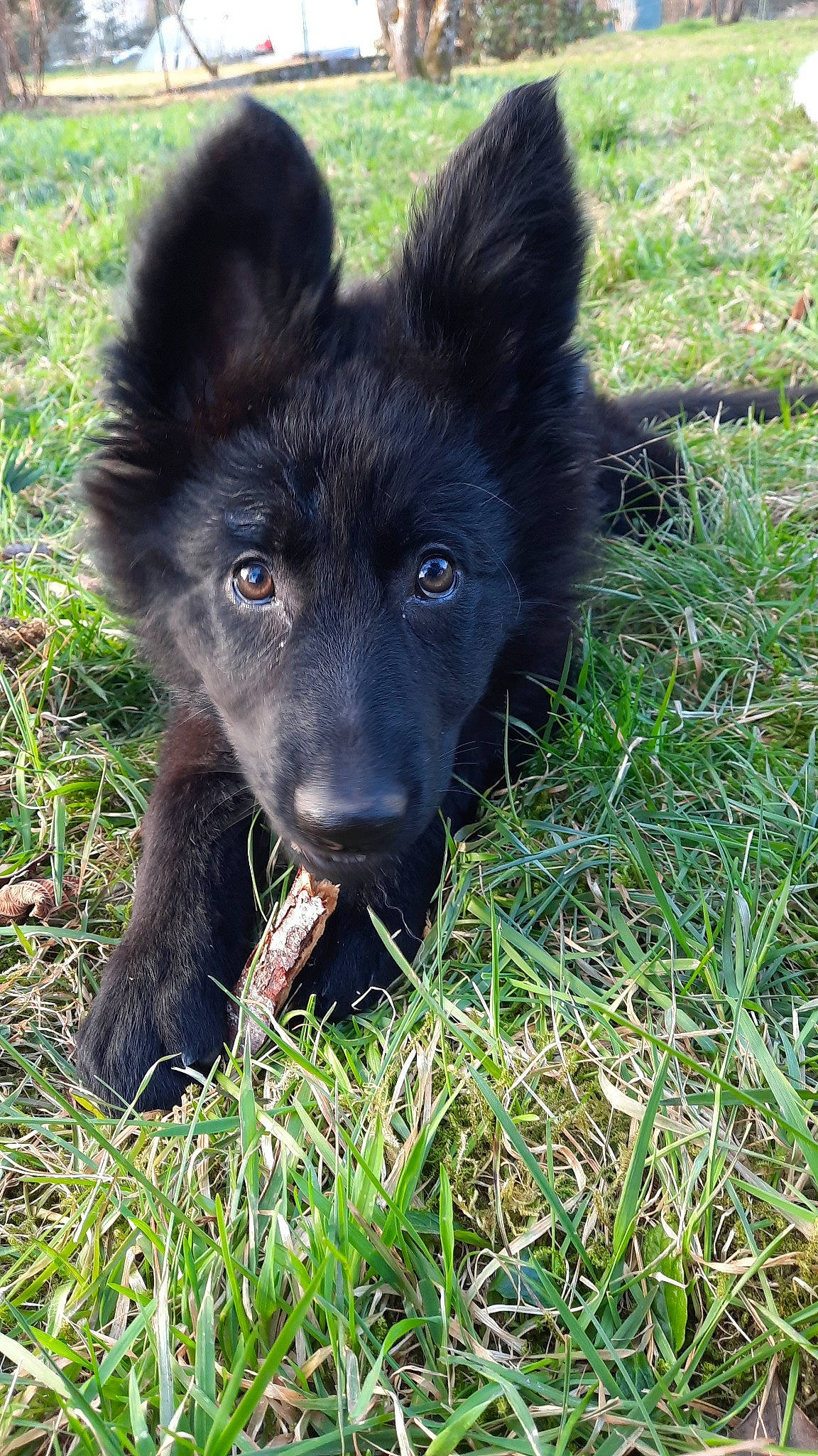 Tyla participe au concours pour gagner de l'argent avec cette photo : borador, canidae, carnivore, companion_dog, dog, dog_breed, grass, groundcover, herding_dog, non_sporting_group, sedge_family, snout, sporting_group, tail, terrestrial_animal, working_animal, working_dog