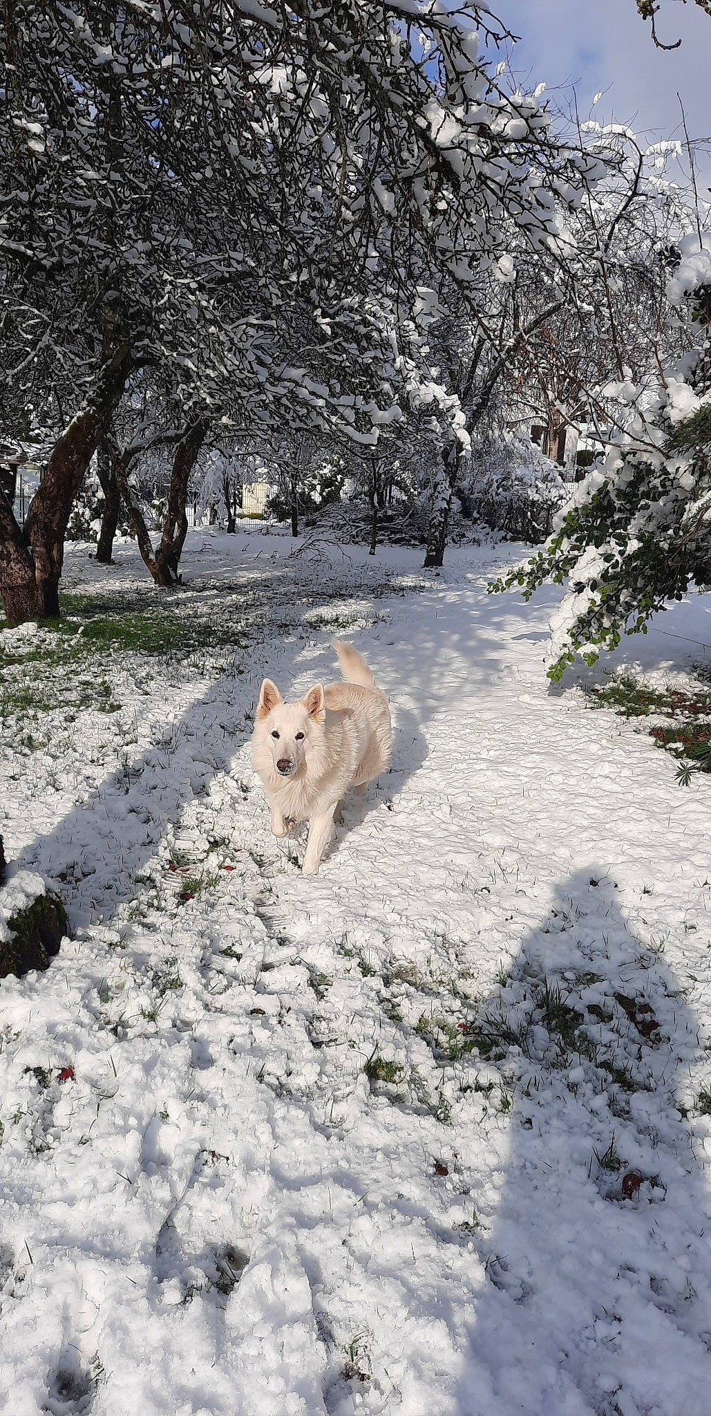 Nyro a rejoint le concours — aidez-le/la à gagner de superbes lots ! canidae, carnivore, companion_dog, dog, dog_breed, freezing, frost, geological_phenomenon, landscape, natural_landscape, plant, slope, snow, spitz, sporting_group, tail, tree, twig, wildlife, winter