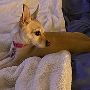 Carmen is registered to the contest to win money with this photo: dog, small_dog, pink_collar, blanket, bed, bedding, fur, pet, indoor, resting, side_view, curious, cozy, animal, canine, domestic_animal, soft_texture, relaxing, warm, comfort
