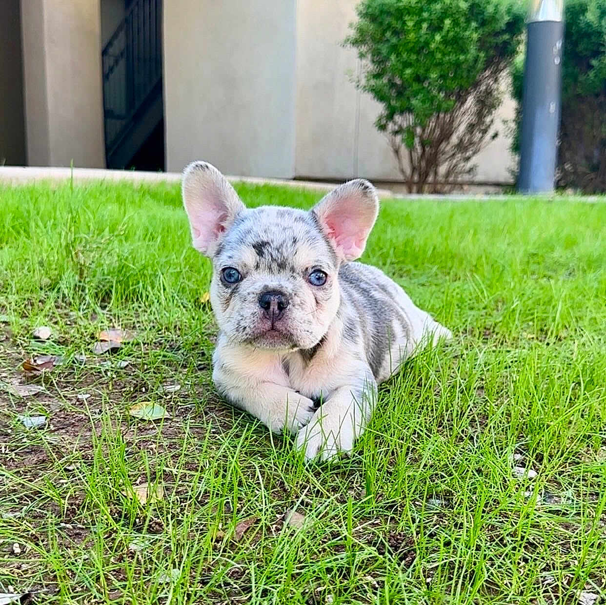 Tank joined the competition — help win amazing prizes! puppy, dog, french_bulldog, merle, grass, outdoor, pet, young, ears, cute, animal, laying_down, nature, greenery, building, shrub, adorable, small, fur, canine