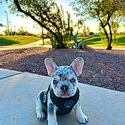 Tank joined the competition — help win amazing prizes! puppy, french_bulldog, dog, pet, outdoor, sunset, park, harness, sidewalk, grass, tree, nature, cute, animal, young, small, sitting, ears, face, blurred_background