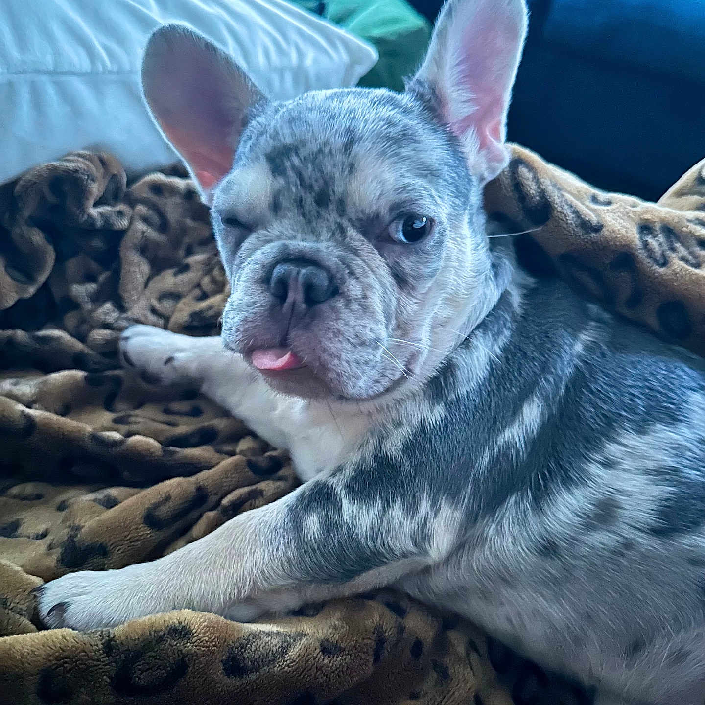 Tank is registered to the contest to win money with this photo: animal, blanket, closeup, companion, couch, cute, dog, domestic, french_bulldog, fur, indoor, leopard_print, pet, pillow, playful, puppy, resting, snout, tongue_out, wink