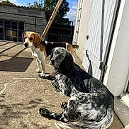 Tokyo a rejoint le concours — aidez-le/la à gagner de superbes lots ! animal, beagle, building, canine, concrete, daytime, dog, ears, fence, fur, nature, outdoor, patio, pets, resting, shadow, sky, standing, sunlight, tree