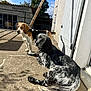 animal, beagle, building, canine, concrete, daytime, dog, ears, fence, fur, nature, outdoor, patio, pets, resting, shadow, sky, standing, sunlight, tree