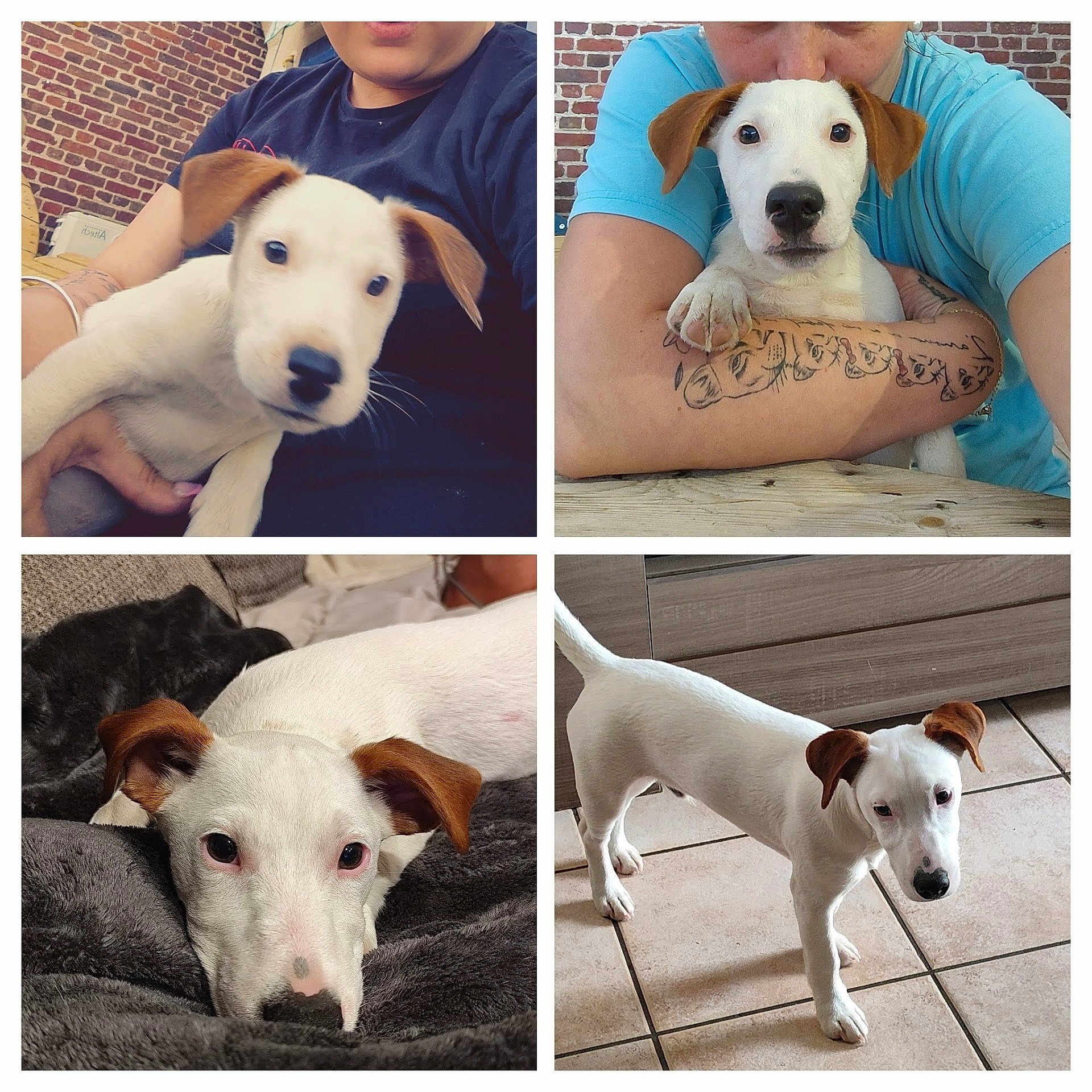 Alias participe au concours pour gagner de l'argent avec cette photo : dog, puppy, white_dog, brown_ears, person, tattoo, indoor, blanket, couch, floor, tile_floor, table, brick_wall, fur, pet, cute, resting, standing, holding, portrait