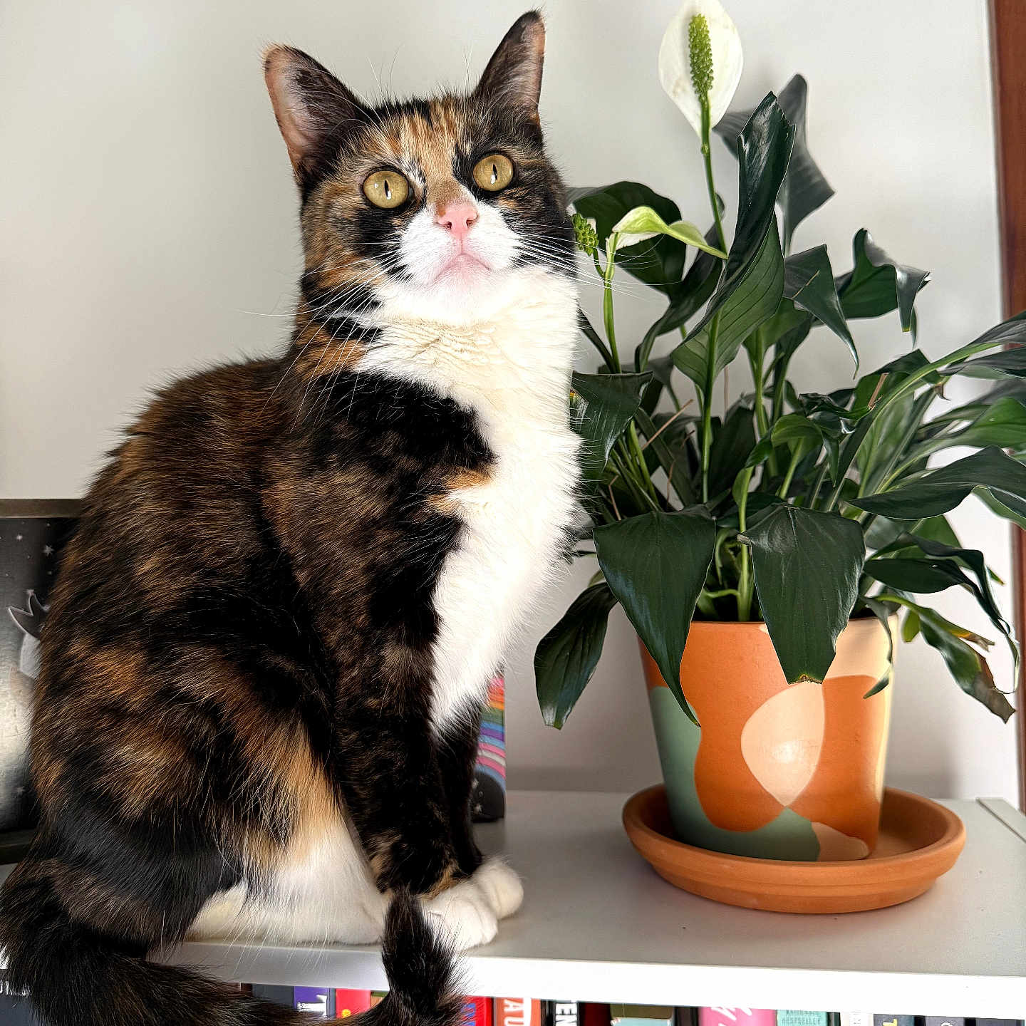 Callie