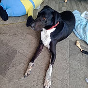 Scotty participe au concours pour gagner de l'argent avec cette photo : dog, black_dog, white_dog, lying_down, carpet, plush_toy, minion_toy, wooden_floor, indoor, red_collar, pet, animal, fur, toy, relaxed, home, floor, furniture_leg, blue_furniture, blanket