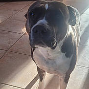 Arkane a rejoint le concours — aidez-le/la à gagner de superbes lots ! dog, indoor, tile_floor, toy, rope_toy, sunlight, shadow, cabinet, bar_stools, pet, animal, brown, white, curious, standing, home, living_room, floor, chewed_toy, domestic