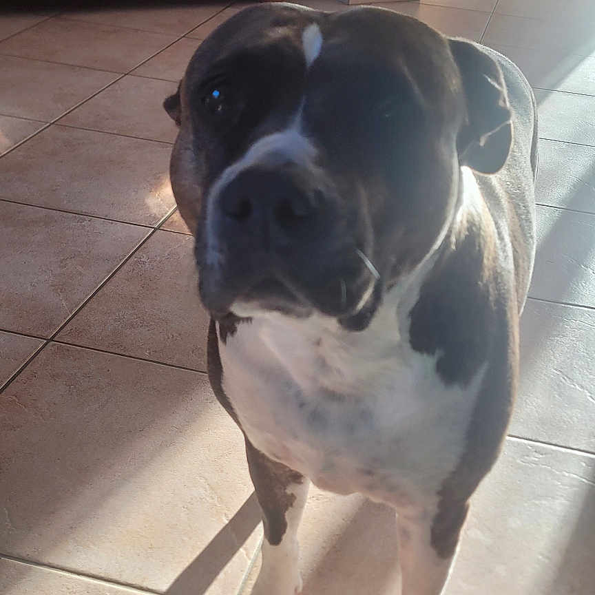 Arkane a rejoint le concours — aidez-le/la à gagner de superbes lots ! animal, bar_stools, brown, cabinet, chewed_toy, curious, dog, domestic, floor, home, indoor, living_room, pet, rope_toy, shadow, standing, sunlight, tile_floor, toy, white