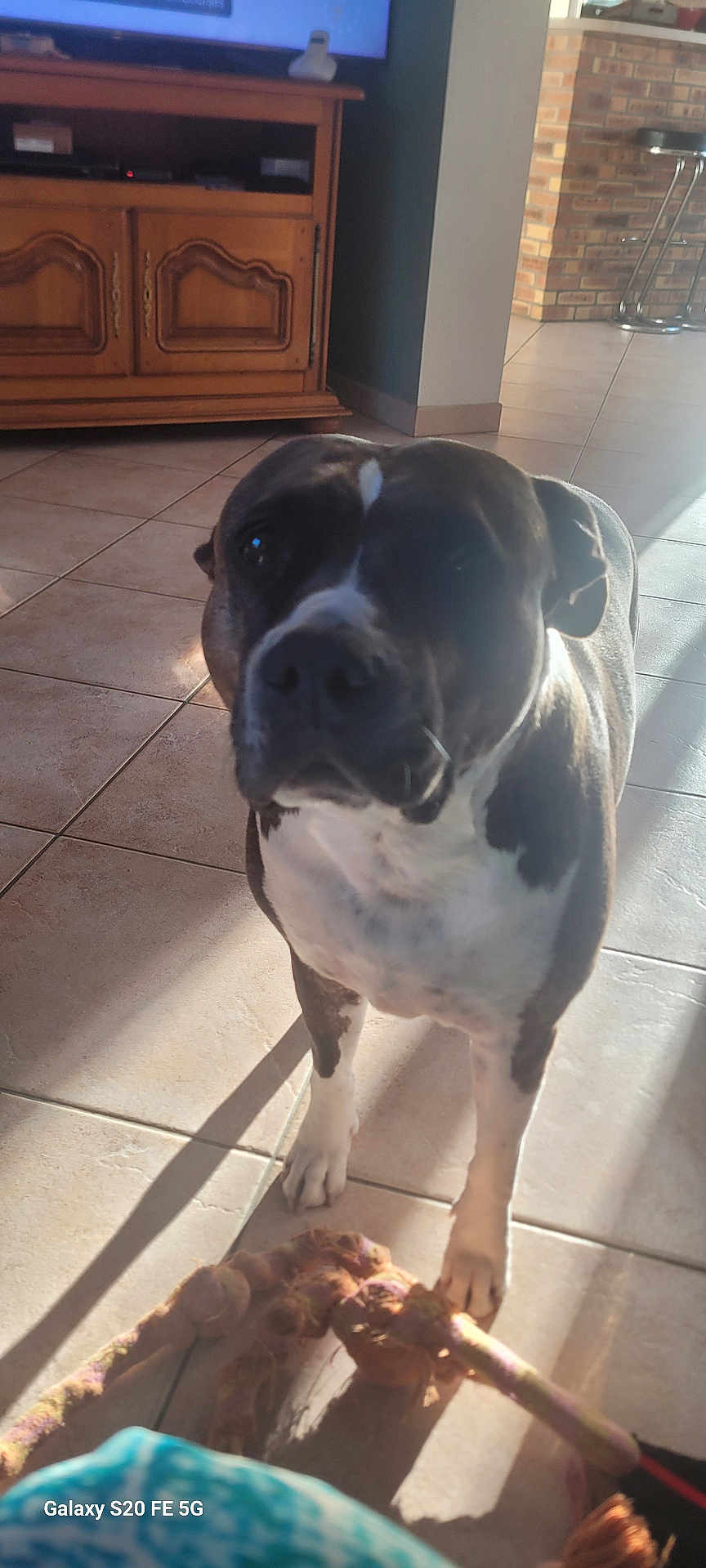 Arkane a rejoint le concours — aidez-le/la à gagner de superbes lots ! dog, indoor, tile_floor, toy, rope_toy, sunlight, shadow, cabinet, bar_stools, pet, animal, brown, white, curious, standing, home, living_room, floor, chewed_toy, domestic