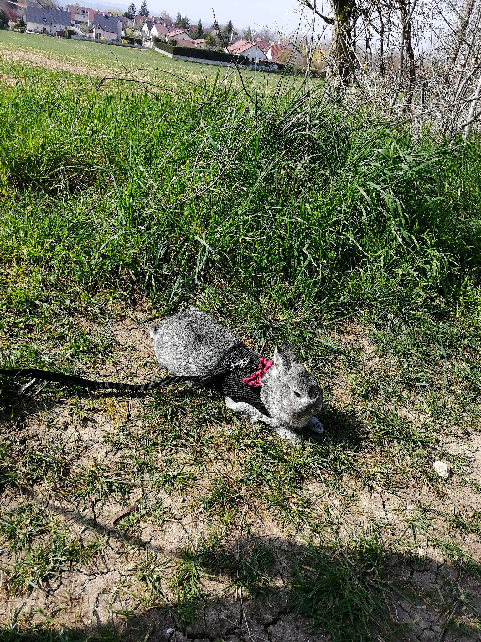 Cacahuète participe au concours pour gagner de l'argent avec cette photo : grass, litter, plant, tree