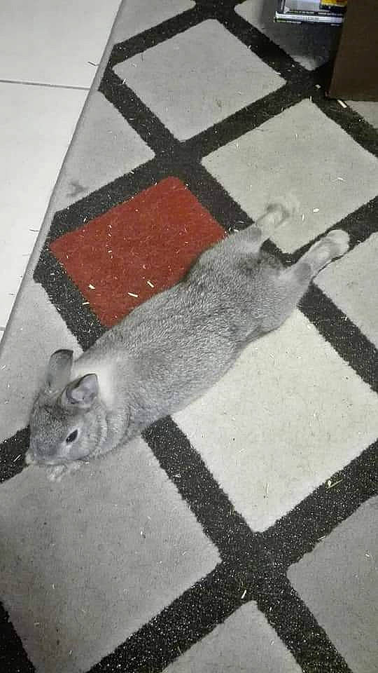 Cacahuète a rejoint le concours — aidez-le/la à gagner de superbes lots ! british_shorthair, cat, felidae, flooring, road_surface, small_to_medium_sized_cats, tail, tile