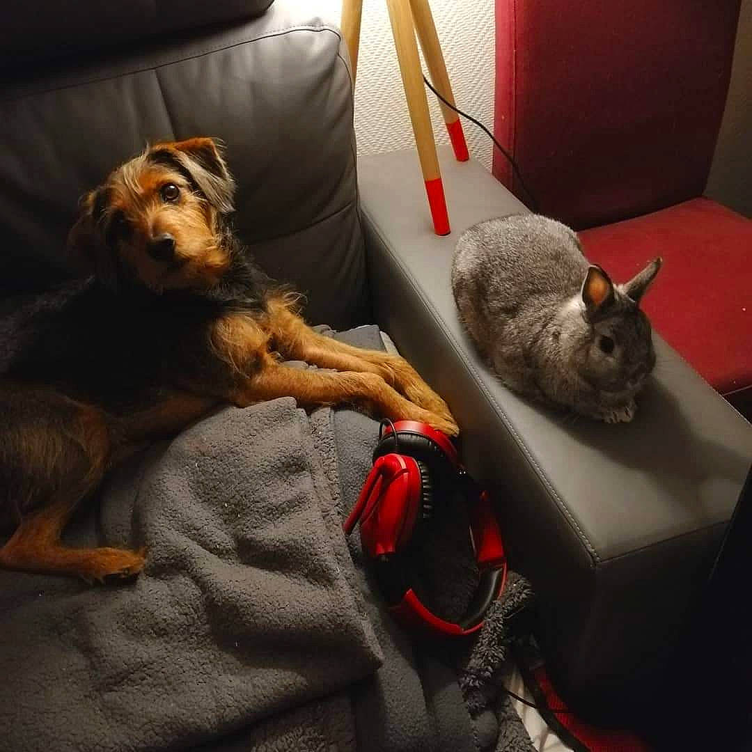 Cacahuète a rejoint le concours — aidez-le/la à gagner de superbes lots ! asian, carnivore, cat, chausie, claw, comfort, felidae, fur, small_to_medium_sized_cats, snout, tail, whiskers