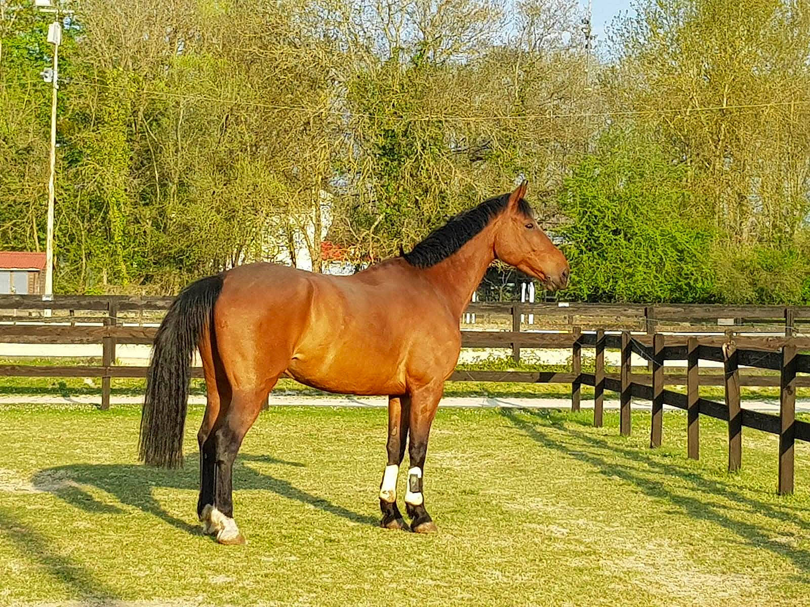 Cristobal Kokka participe au concours pour gagner de l'argent avec cette photo : grassland, horse, horse_supplies, horse_tack, landscape, livestock, mammal, mane, mare, mustang_horse, pasture, ranch, rein, sorrel, stallion, vertebrate, wildlife