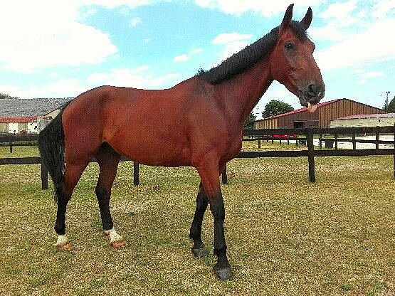Cristobal Kokka participe au concours pour gagner de l'argent avec cette photo : colt, grassland, horse, horse_supplies, liver, livestock, mammal, mane, mare, mustang_horse, pack_animal, pasture, ranch, sorrel, stallion, vertebrate