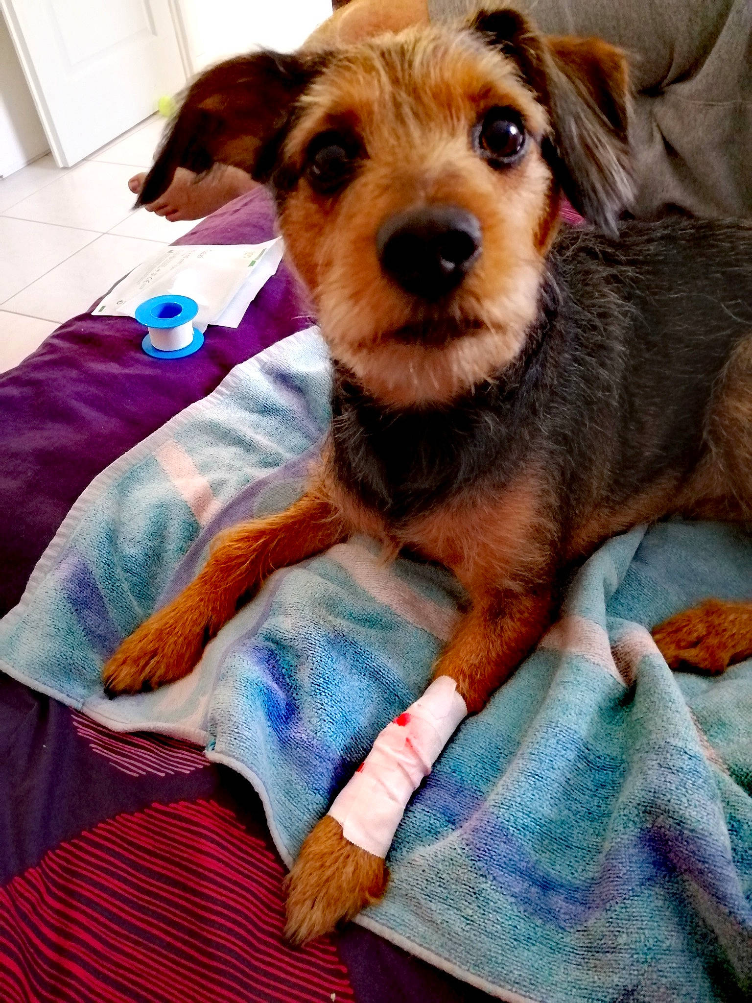 Adès participe au concours pour gagner de l'argent avec cette photo : canidae, carnivore, companion_dog, dog, dog_breed, mammal, morkie, puppy, rare_breed_dog, terrier, vertebrate, welsh_terrier, yorkshire_terrier