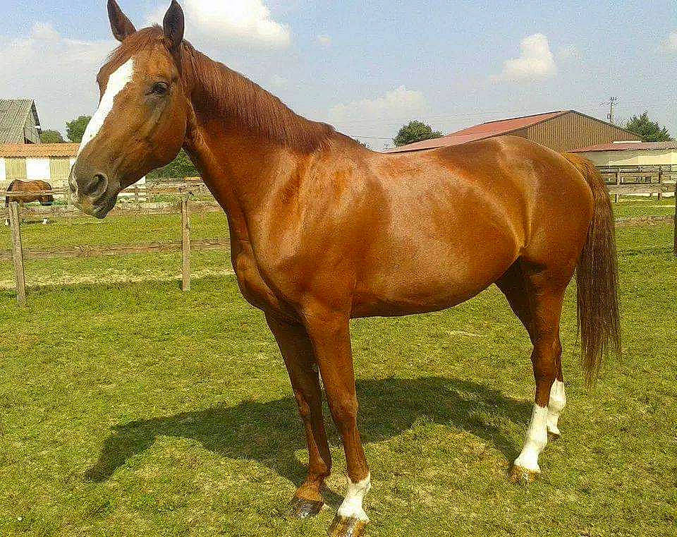 Romane D'Hauterive participe au concours pour gagner de l'argent avec cette photo : bridle, colt, grassland, horse, horse_supplies, horse_tack, landscape, liver, livestock, mammal, mane, mare, mustang_horse, pack_animal, pasture, ranch, snout, sorrel, stallion, vertebrate