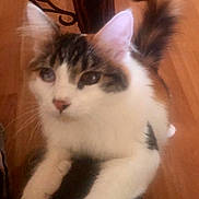 Monkey joined the competition — help win amazing prizes! animal, cat, close_up, curious, cute, domestic_animal, ears, feline, floor, fur, indoor, mammal, paw, pet, tabby, tail, whiskers, white_fur, wooden_floor, young_cat