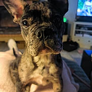 Rockett participe au concours pour gagner de l'argent avec cette photo : animal, blanket, brindle, canine, close_up, companion, curious, cute, dog, domestic, ears, french_bulldog, furniture, home, indoor, living_room, pet, portrait, soft_light, television
