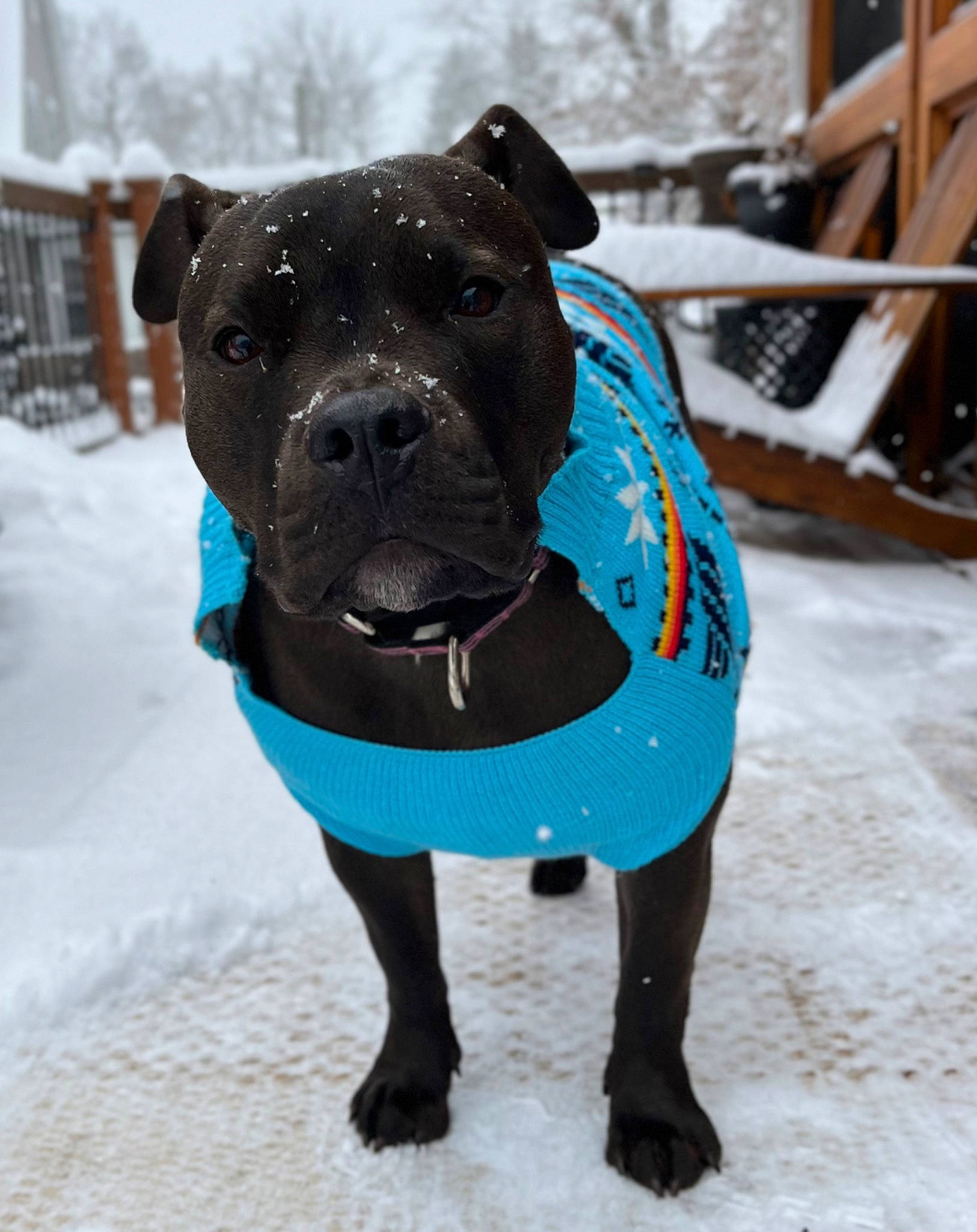 Ella joined the competition — help win amazing prizes! art, canidae, carnivore, collar, companion_dog, dog, dog_breed, dog_clothes, dog_collar, dog_supply, electric_blue, fawn, freezing, fur, pet_supply, snout, snow, sporting_group, winter, working_animal