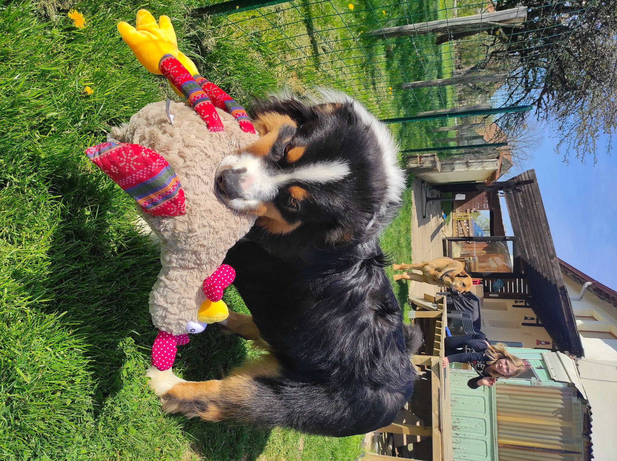 Syrius participe au concours pour gagner de l'argent avec cette photo : annual_plant, canidae, carnivore, companion_dog, coquelicot, dog, dog_breed, dog_supply, fur, grass, lawn_ornament, natural_material, plant, sky, sporting_group, tail, terrestrial_animal, tree, working_animal, working_dog