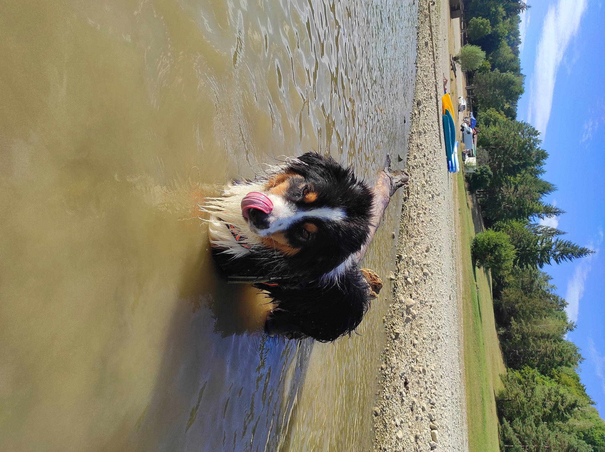 Syrius a rejoint le concours — aidez-le/la à gagner de superbes lots ! canidae, carnivore, dog, dog_breed, lake, plant, reflection, sky, sporting_group, tail, tree, trunk, water, water_resources, window, wood, working_animal, working_dog