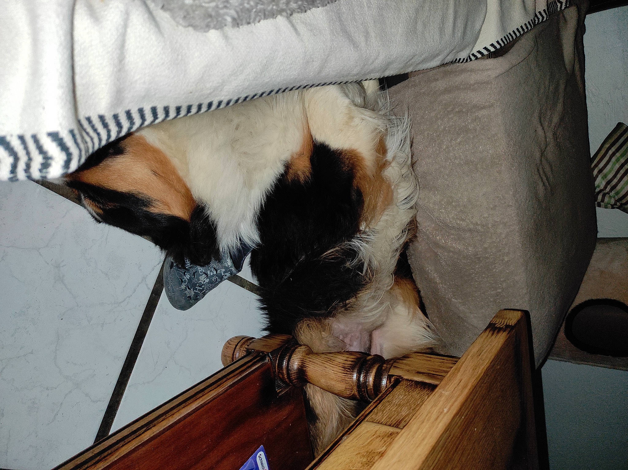 Syrius participe au concours pour gagner de l'argent avec cette photo : canidae, carnivore, chair, comfort, companion_dog, couch, dog, dog_breed, fawn, felidae, fur, hardwood, plant, snout, sporting_group, tail, whiskers, window, wood, working_animal