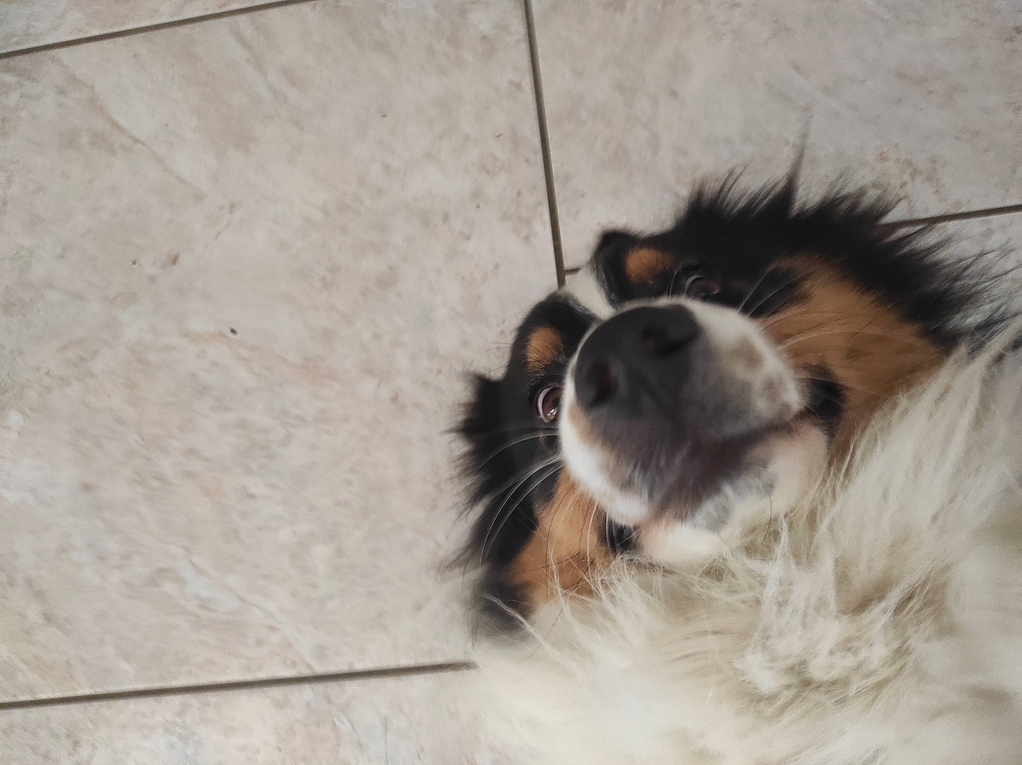 Syrius participe au concours pour gagner de l'argent avec cette photo : carnivore, collie, companion_dog, dog, dog_breed, flooring, fur, herding_dog, rough_collie, scotch_collie, shetland_sheepdog, terrestrial_animal, whiskers, wood, working_animal, working_dog