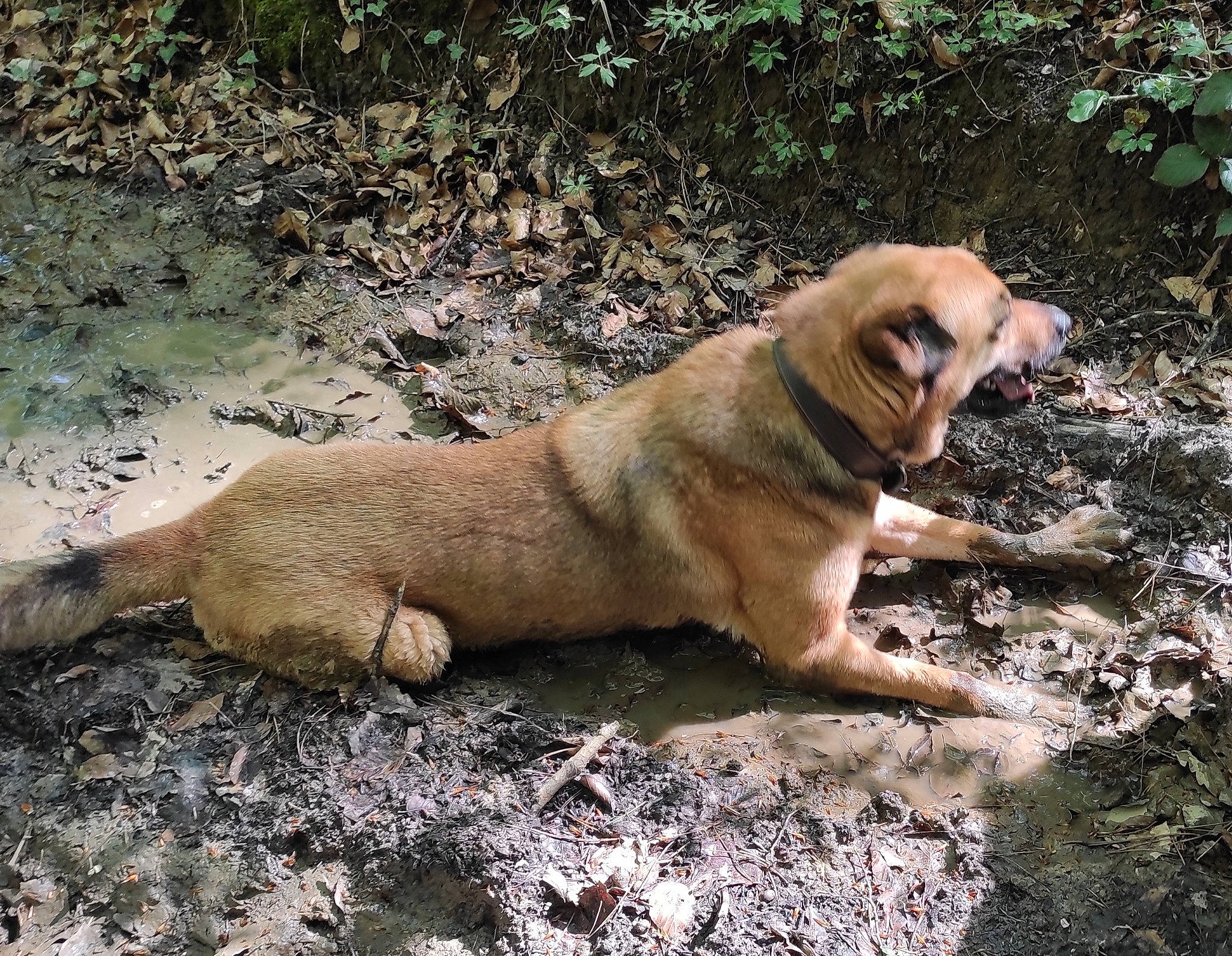 Bola participe au concours pour gagner de l'argent avec cette photo : adventure, ancient_dog_breeds, canidae, carnivore, companion_dog, dog, dog_breed, fawn, grass, hunting_dog, plant, rock, snout, soil, sporting_group, tail, terrestrial_animal, tree, working_animal